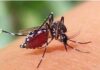 ডেঙ্গুতে আরও ৩ মৃত্যু, ভর্তি ৪৫৮