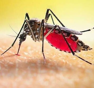 ডেঙ্গুতে আরও ৮ মৃত্যু, ভর্তি ২০৩৬