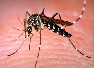 সাতক্ষীরায় ডেঙ্গুতে গৃহবধূর মৃত্যু