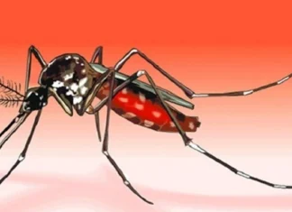 ডেঙ্গুতে আরও ৪ জনের মৃত্যু, হাসপাতালে ৬৪৬