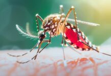 ডেঙ্গুতে আরও ৩ জনের মৃত্যু, ভর্তি ৭৫৩