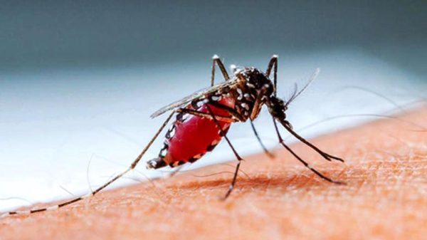 dengue-600x337-1