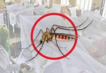 ২৪ ঘণ্টায় ডেঙ্গুতে ২ মৃত্যু, ভর্তি ৬৯৩