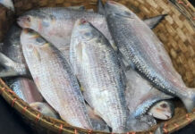 ৮ অক্টোবর থেকে ইলিশ আহরণ-কেনাবেচা বন্ধ