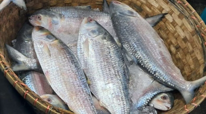 ৮ অক্টোবর থেকে ইলিশ আহরণ-কেনাবেচা বন্ধ
