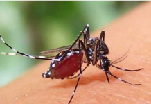 ডেঙ্গুতে ৩ মৃত্যু, ভর্তি ১,৪৬৩
