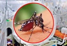 ডেঙ্গুতে আরও ৪ মৃত্যু, আক্রান্ত ১,৫৫৮