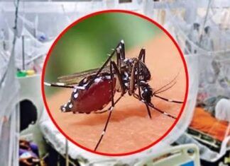 ডেঙ্গুতে আরও ৪ মৃত্যু, আক্রান্ত ১,৫৫৮