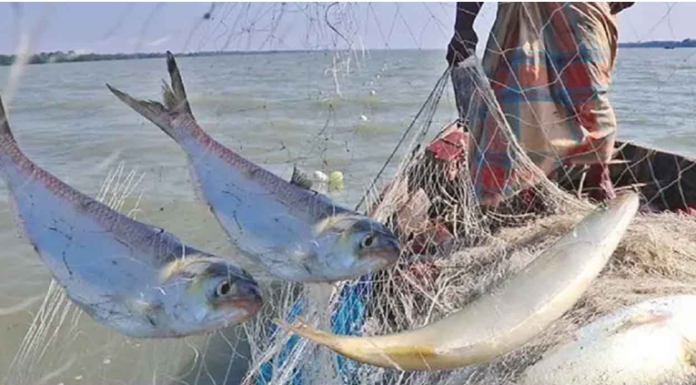 মা ইলিশ সংরক্ষণে ১১১ এমপিকে নির্দেশনা
